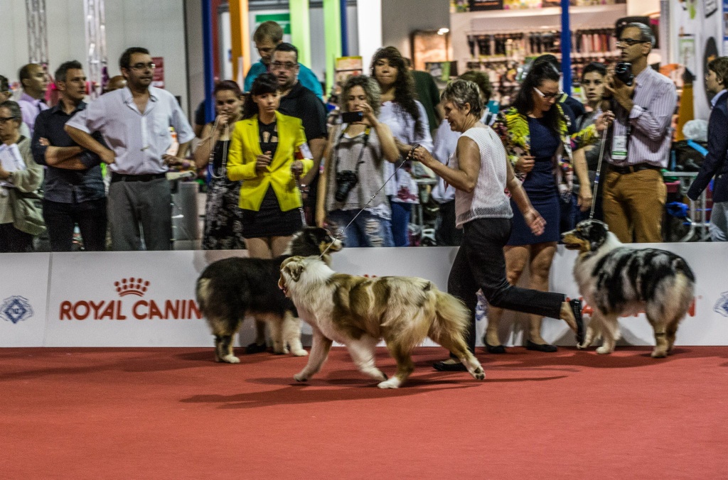 du Val d'Aury - World Dog Show Milan