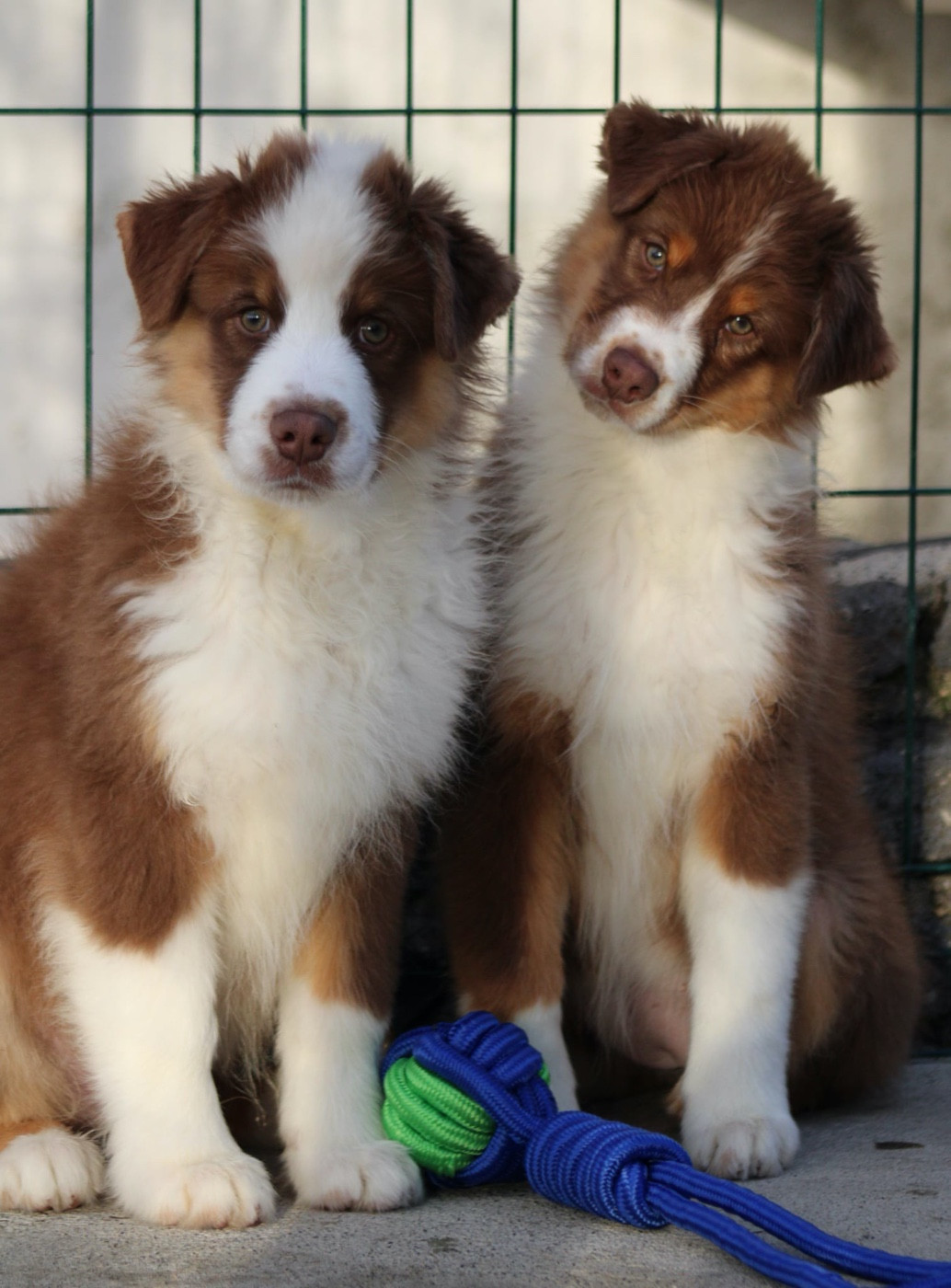 Ils attendent leur super famille